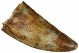 Serrated, Raptor Tooth - Real Dinosaur Tooth #296698-1